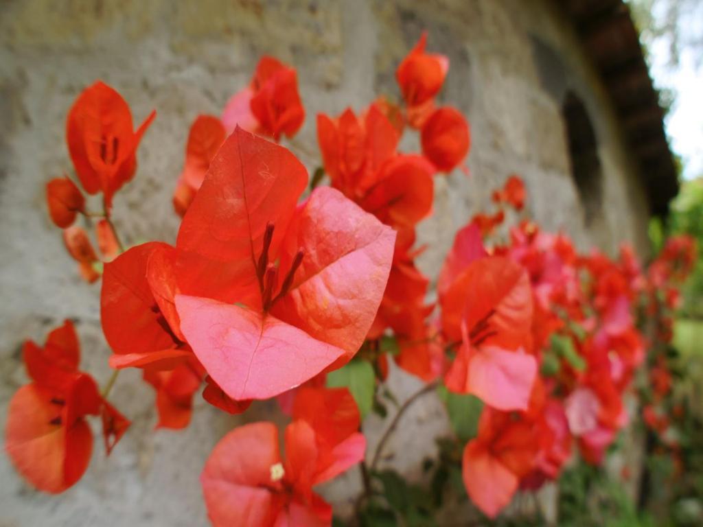 La Neffola Residence Sorrento Dış mekan fotoğraf